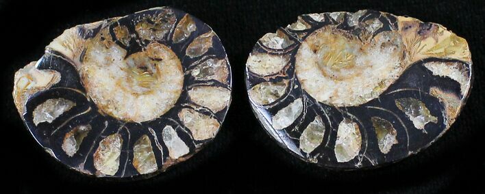 Iron Replaced Ammonite Fossil Pair #27457